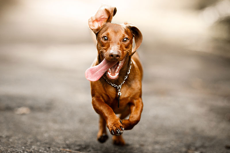 Dachshund running