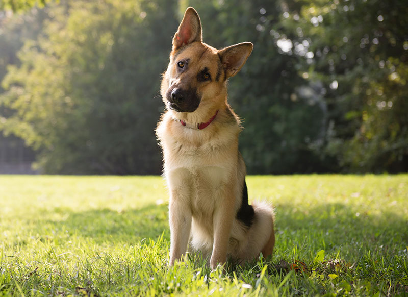 Dog is listening