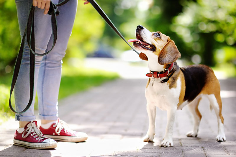 Dog looking at owner