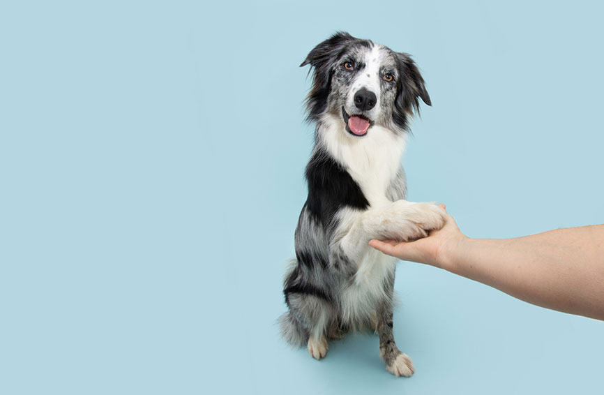 Dog shaking a hand