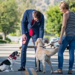 Dog meeting a stranger