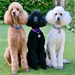 three dogs brown black and white poodles