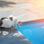 cat at edge of swimming pool