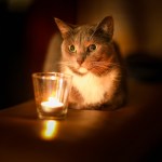 gray cat next to candle