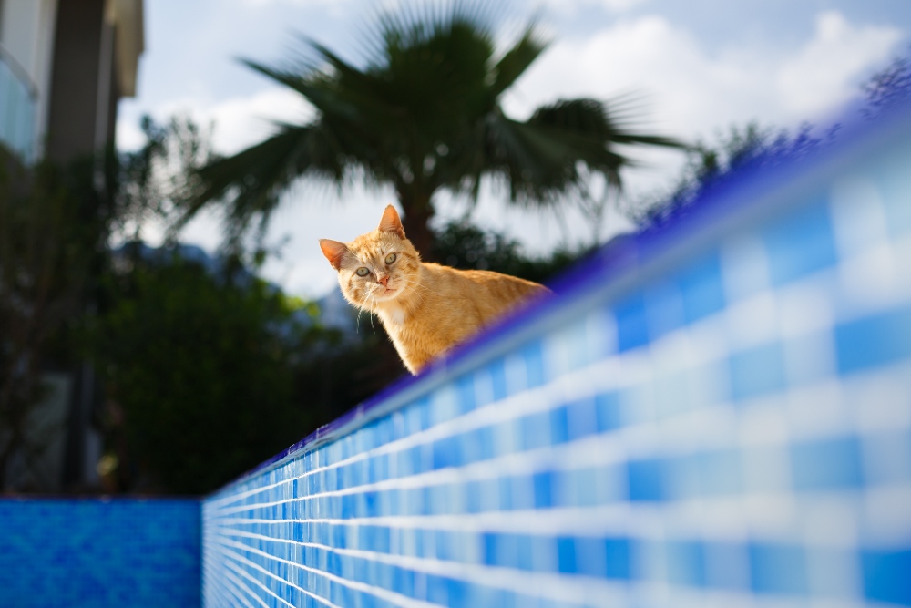 Frightened red cat looks inside the empty pool