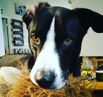 Cute black and white dog