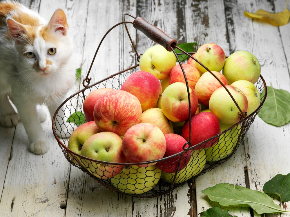 Can Cats Eat Apples? | Healthy Paws Pet Insurance