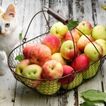 cat with basket of apples