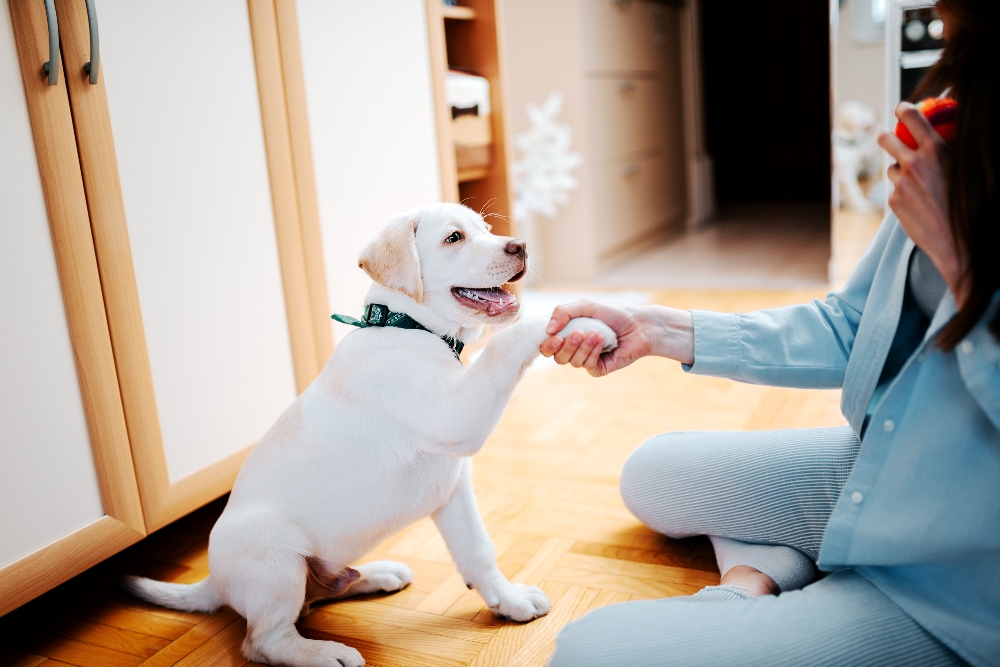 person teaching puppy how to shake