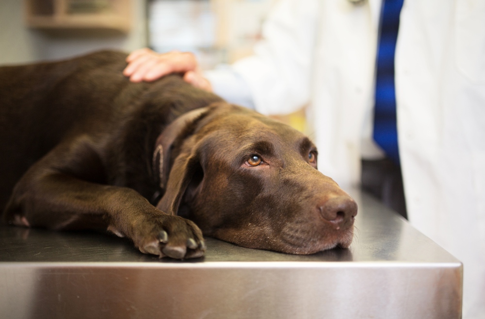 brown dog sick at the vet