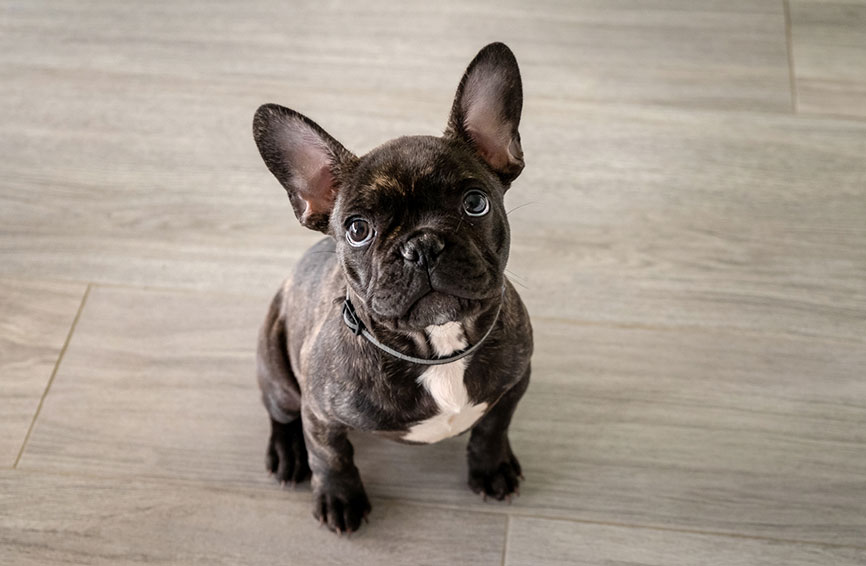 French Bulldog