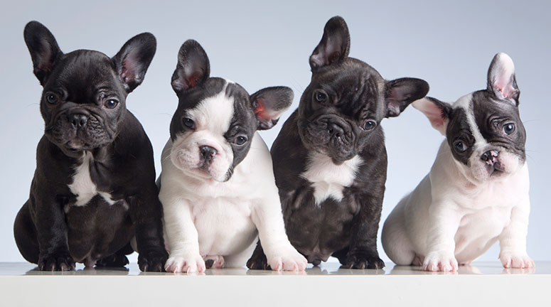 Frenchie puppies