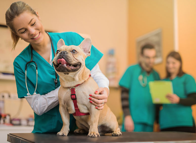 Vet with French bulldog