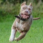 Pitbull running in the grass