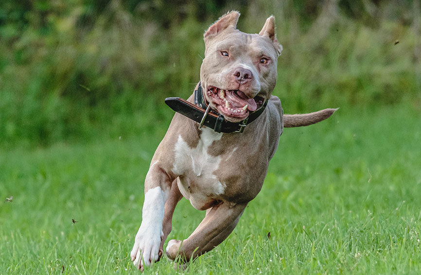 Pitbull running in the grass