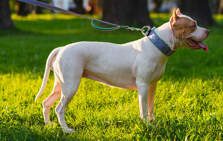 White pitbull standing