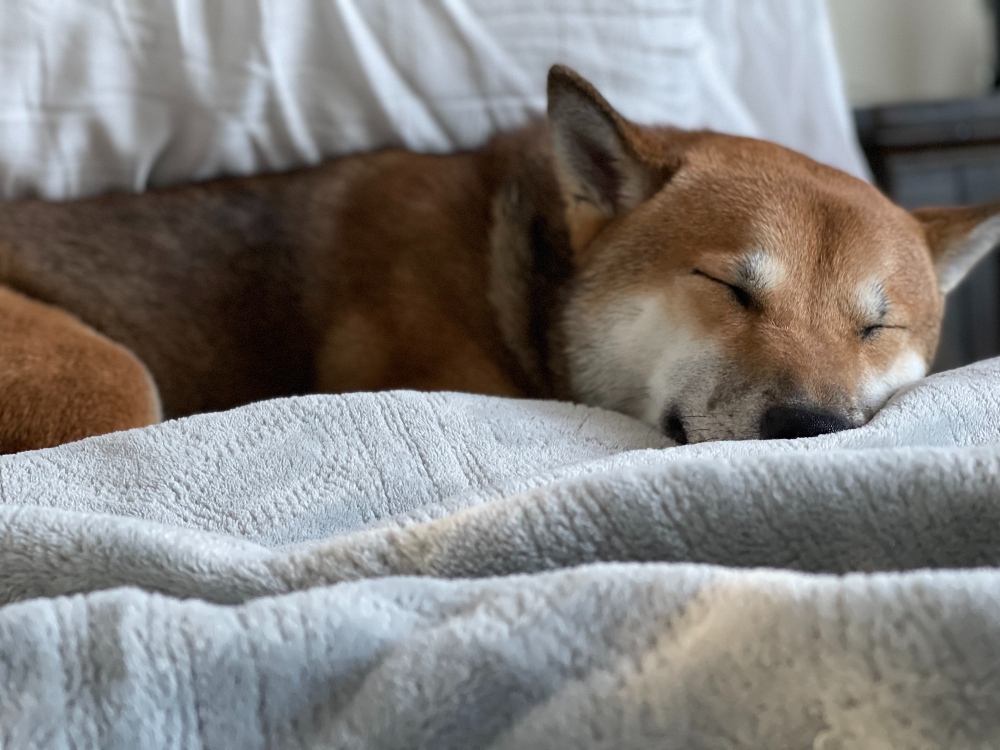 shiba inu sleeping