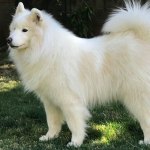 White Samoyed dog