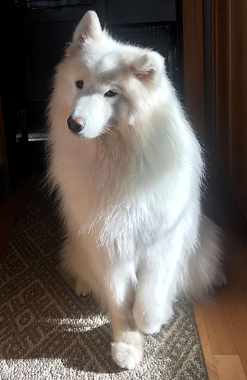 White Samoyed dog