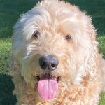 Goldendoodle lying in grass