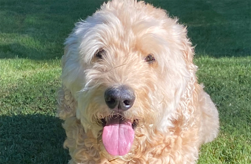 Goldendoodle lying in grass