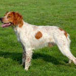 brittany spaniel dog standing in grass