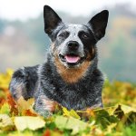 Australian cattle dog