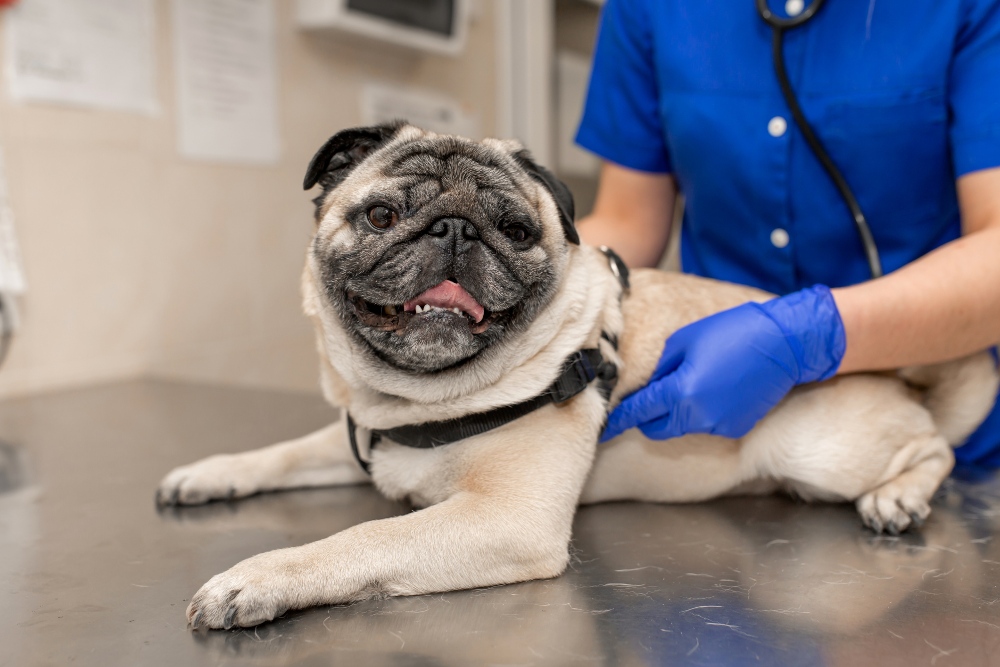 pug at the vet