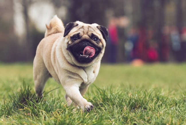 pug romping through grass