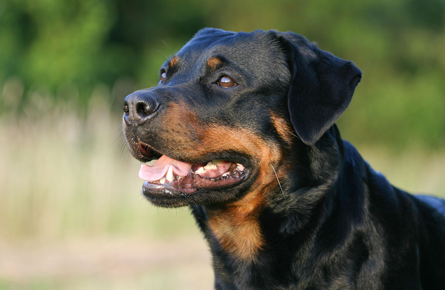 Rottweiler