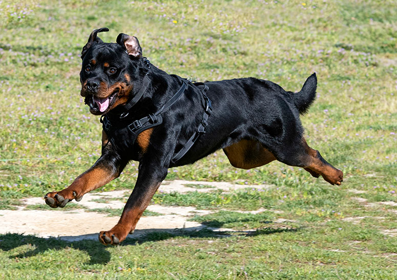 Rottweiler running