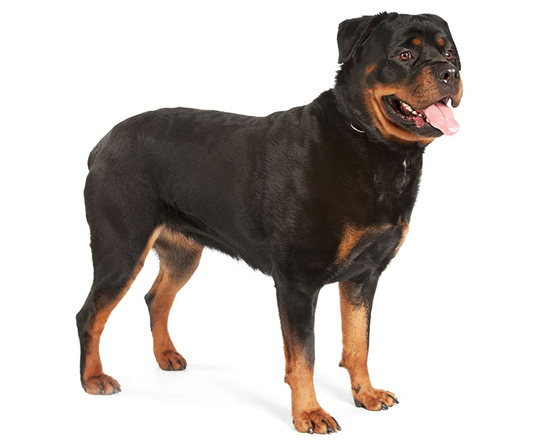 Rottweiler white background