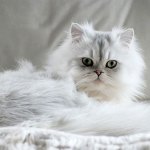 Siberian cat