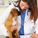 Boxer dog at the vet