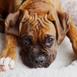 Boxer dog