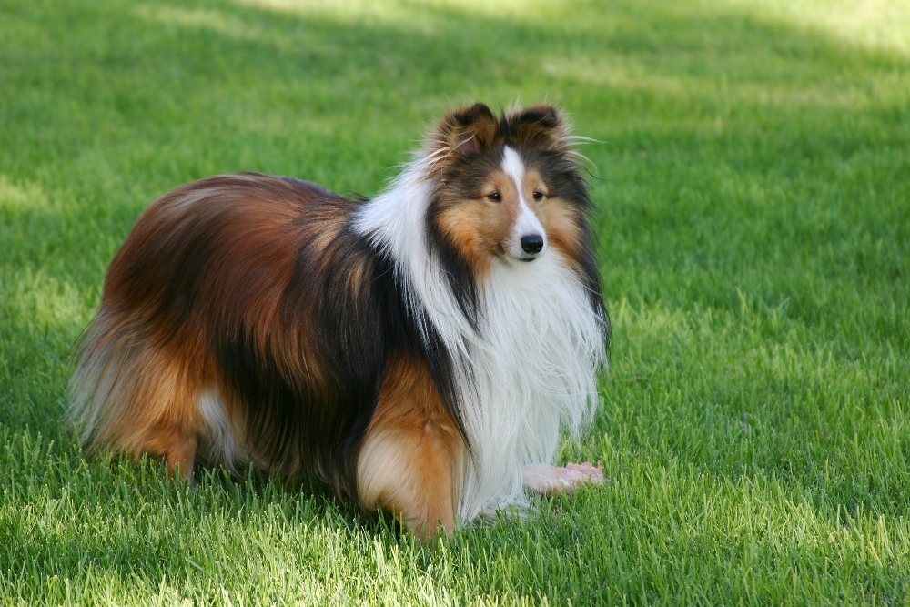 Cute sheltie standing guard over his food.