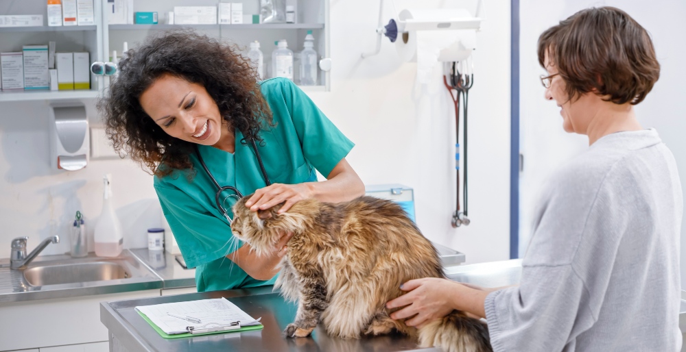 cat annual checkup at the vet