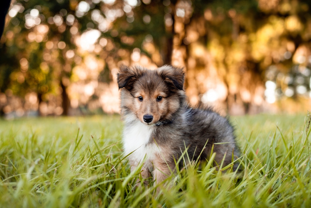 shetland sheepdog puppy outside