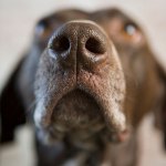 Close-up of a dogs nose.