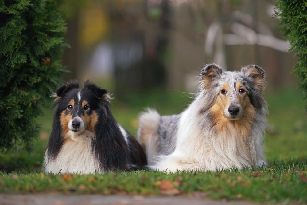 two shetland sheepdogs lying down