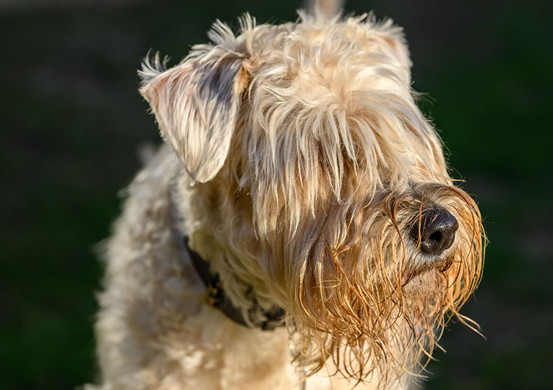 Soft-coated Wheaton terrier head.