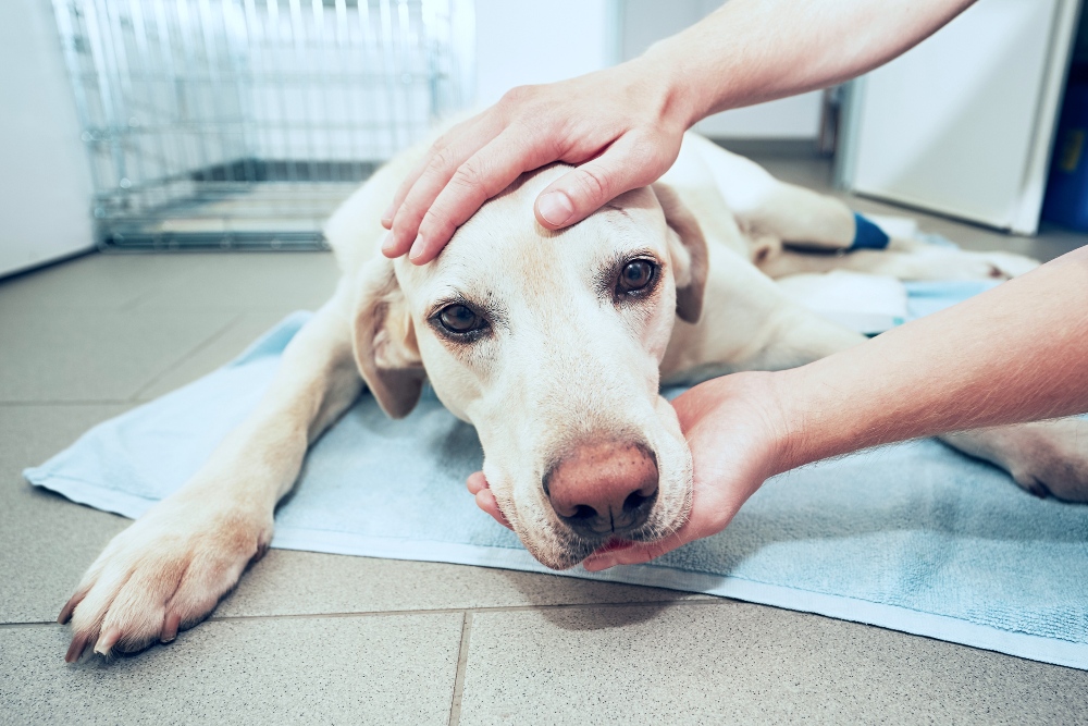 yellow lab dog at the vet