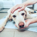 yellow lab dog at the vet