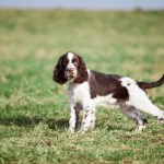 young english springer spaniel dog in grass