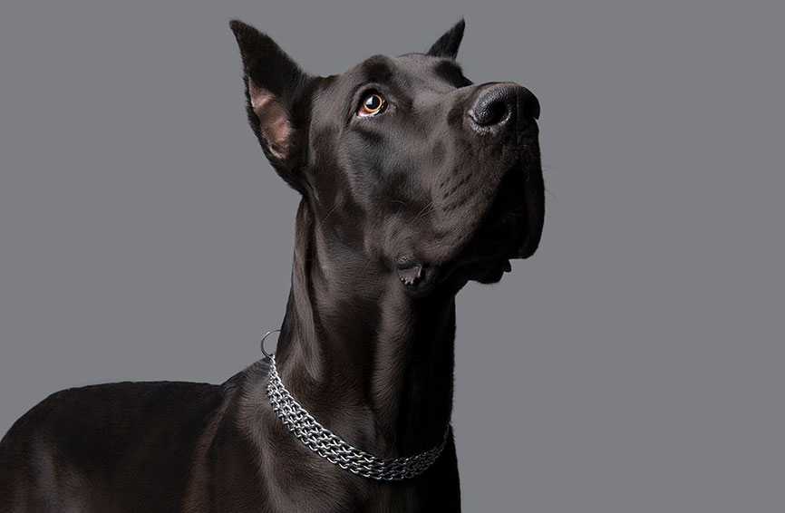 Great Dane