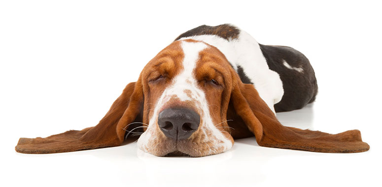 Bassett hound with ears stretched out