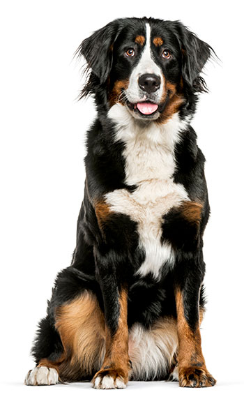 Bernese mountain dog