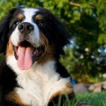 Bernese mountain dog outside