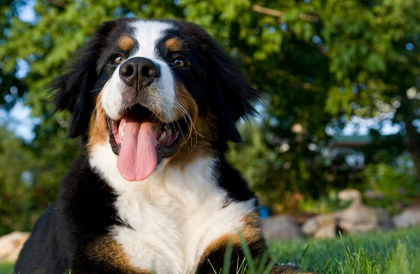 Bernese mountain dog outside