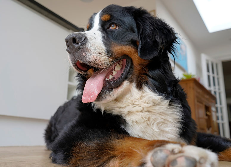 Bernese mountain dog